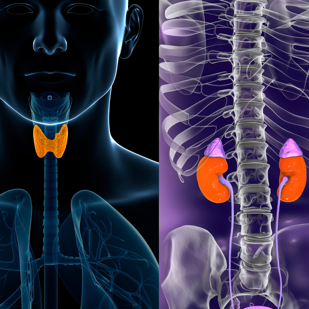 An image of a Thyroid Gland and an Adrenal Gland side by side so we can better understand the communication between the two Glands