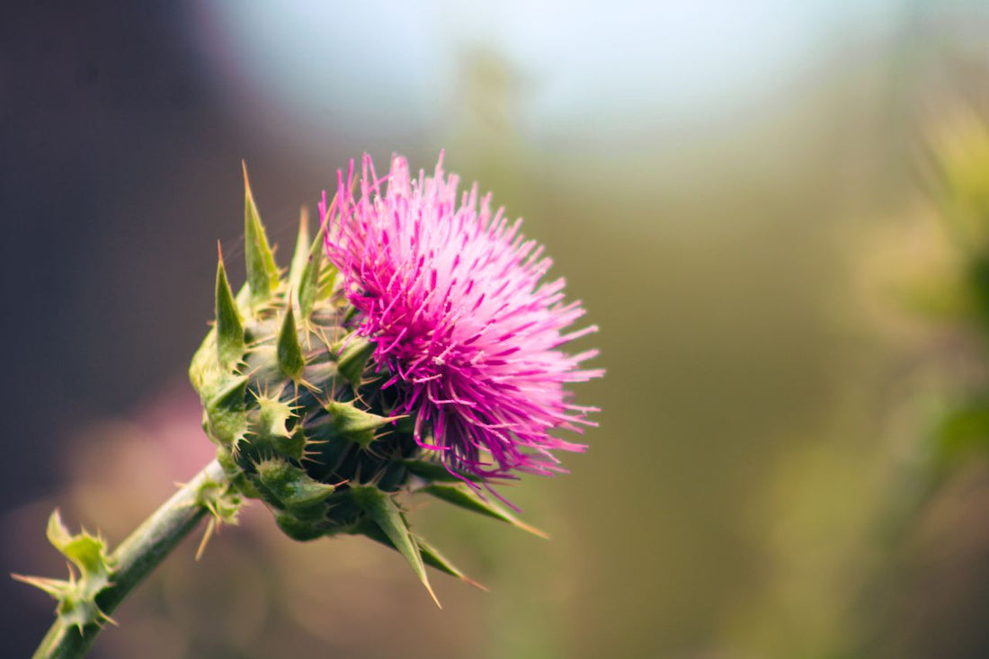 milk thistle benefits
